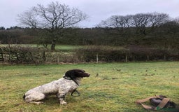 Sprocker dogs for sale: Male Chocolate Sprocker  - Image 8