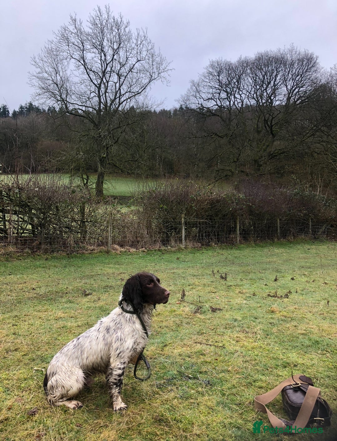 Sprocker dogs for sale: Male Chocolate Sprocker  - Image 8