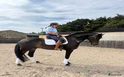 Westphalian horses for sale: Top class youngster - Image 2