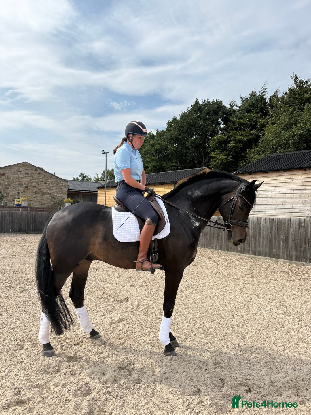 Westphalian horses for sale: Top class youngster - Image 2