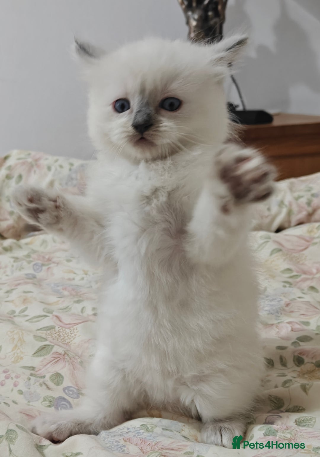 Ragdoll cats for sale: GCCF Ragdoll girls - Advert 6