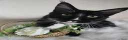 Maine Coon cats for sale: Fantastic TICA registered Maine Coon boy. - Advert 6
