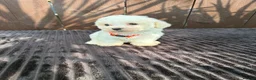 Miniature Poodle dogs for sale: Miniature poodles 2 boys 2 girls  - Advert 6