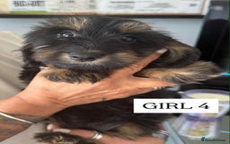 Mixed Breed dogs for sale: Dachshund cross - Image 1