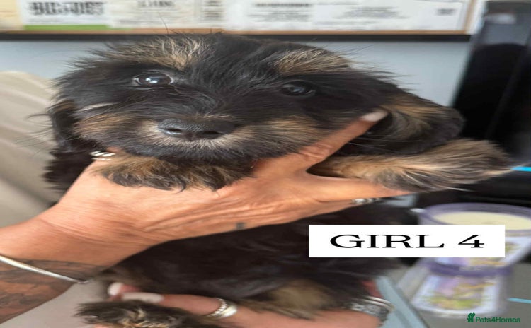 Mixed Breed dogs - Advert 6