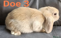 Mini Lop rabbits for sale: 🐰Beautiful mixed litter of Plush x Mini Lop kits - Image 26