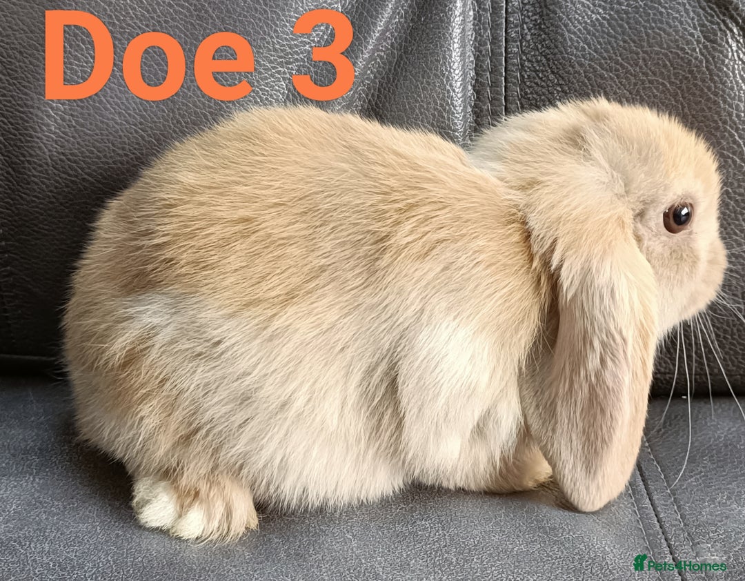 Mini Lop rabbits for sale: 🐰Beautiful mixed litter of Plush x Mini Lop kits - Image 26