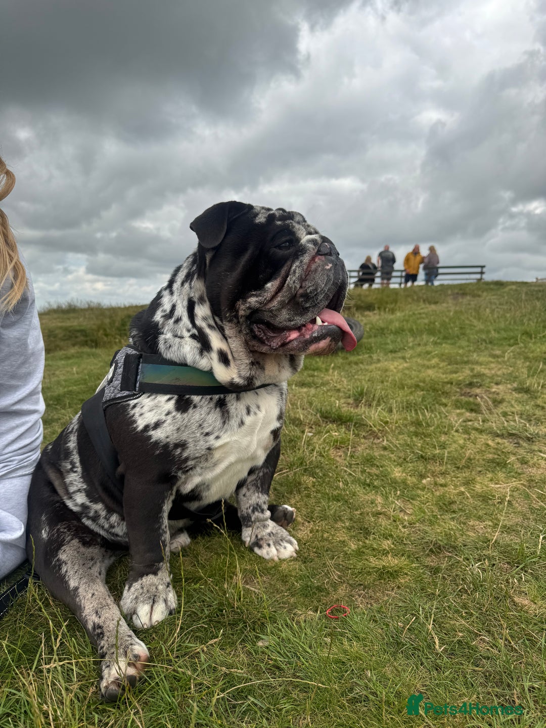English Bulldog dogs for sale: Black Merle English Bulldog - Image 2