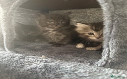 Maine Coon cats for sale: Maine coon x Ragdoll READY NOW 1 BOY LEFT - Image 6