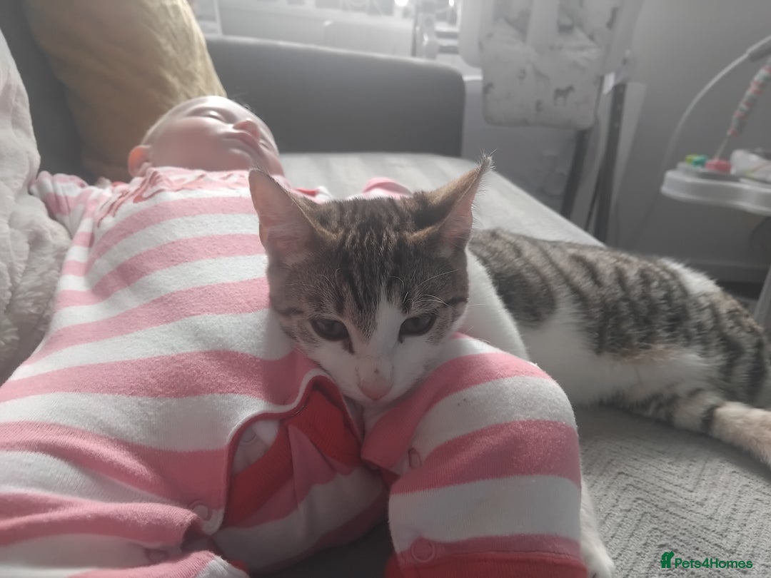 Domestic Shorthair cats for sale: Need homes asap - Image 3