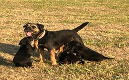 Border Terrier dogs for sale: Beautiful border terrier pups for sale In Kent - Image 2