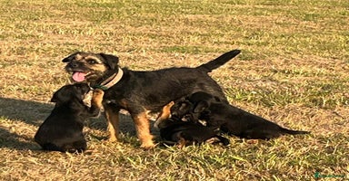 Border Terrier dogs - Advert 13