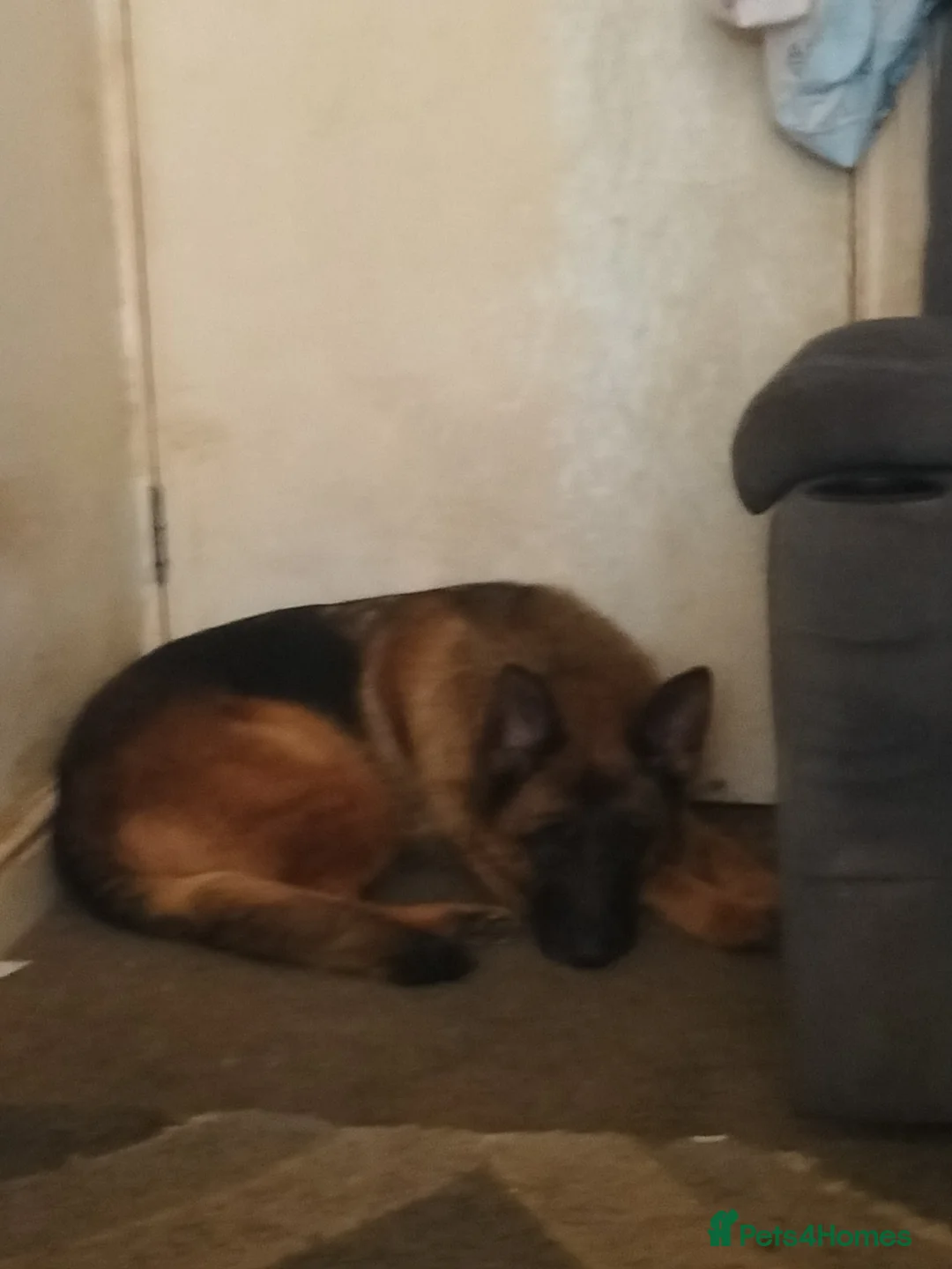 German Shepherd dogs for sale: Luna  in Blackpool - Advert 2