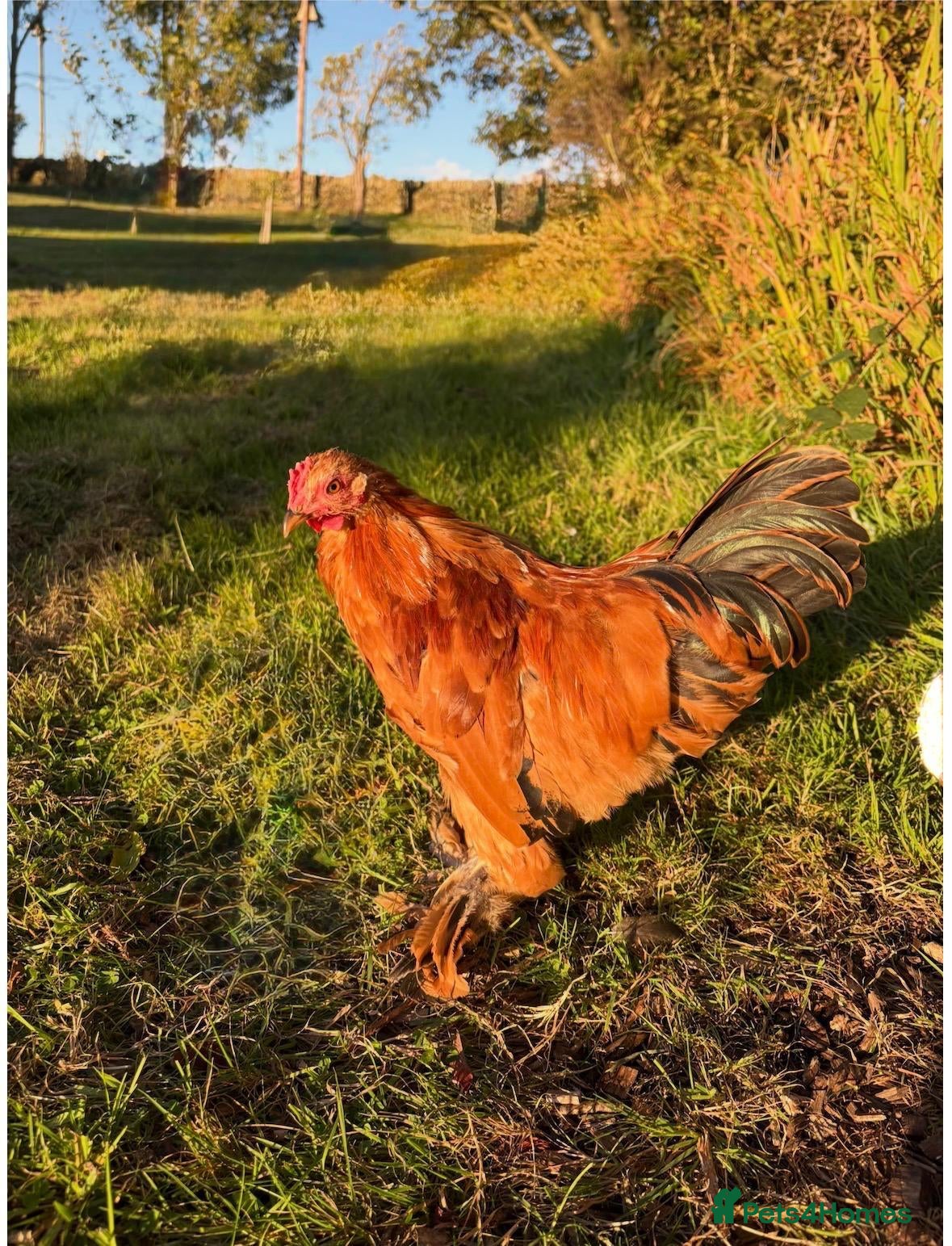 Chickens poultry Pekin Bantam Cockerels (13 weeks old) - Advert 1