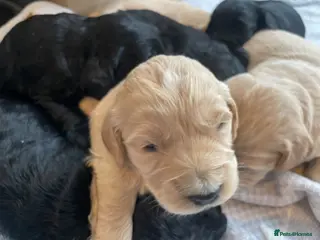 Mini Goldendoodle dogs Mini goldendoodles 7 fur babies - Advert 13