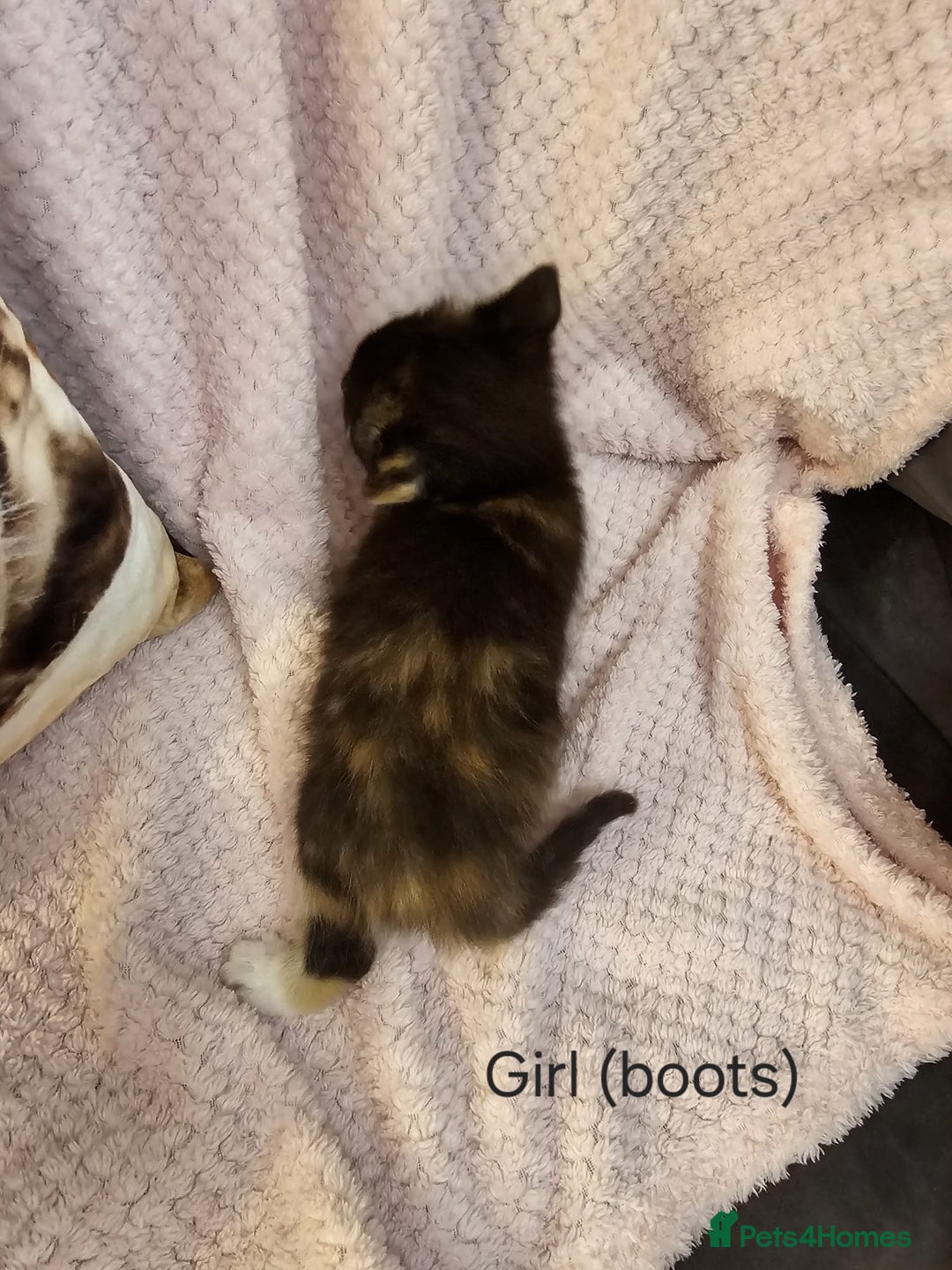 Mixed Breed cats for sale: British Long hair x kittens ONLY 4 FEMALES LEFT - Image 3