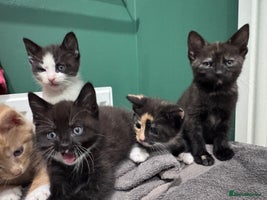 Mixed Breed cats - Advert 4