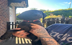 Labrador Retriever dogs for sale: Female black Labradors - Image 1