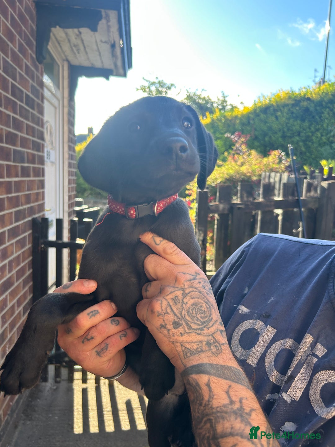 Labrador Retriever dogs for sale: Female black Labradors - Image 1