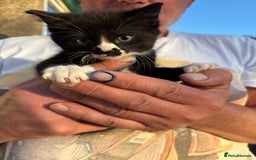 Mixed Breed cats for sale: 6 beautiful mixed breed kittens  - Image 1