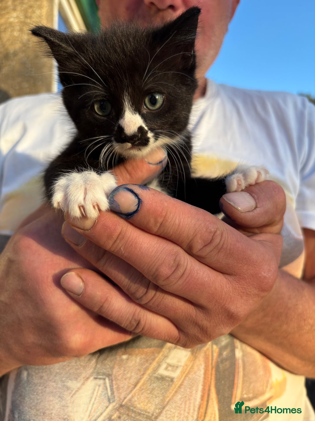 Mixed Breed cats for sale: 6 beautiful mixed breed kittens  - Image 1