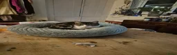 Mixed Breed cats for sale: 2 year old male tabby - Advert 2