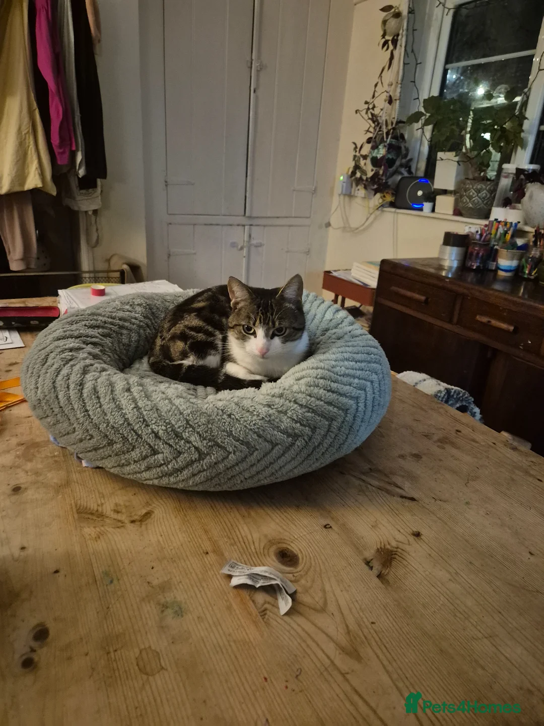 Mixed Breed cats for sale: 2 year old male tabby - Advert 2