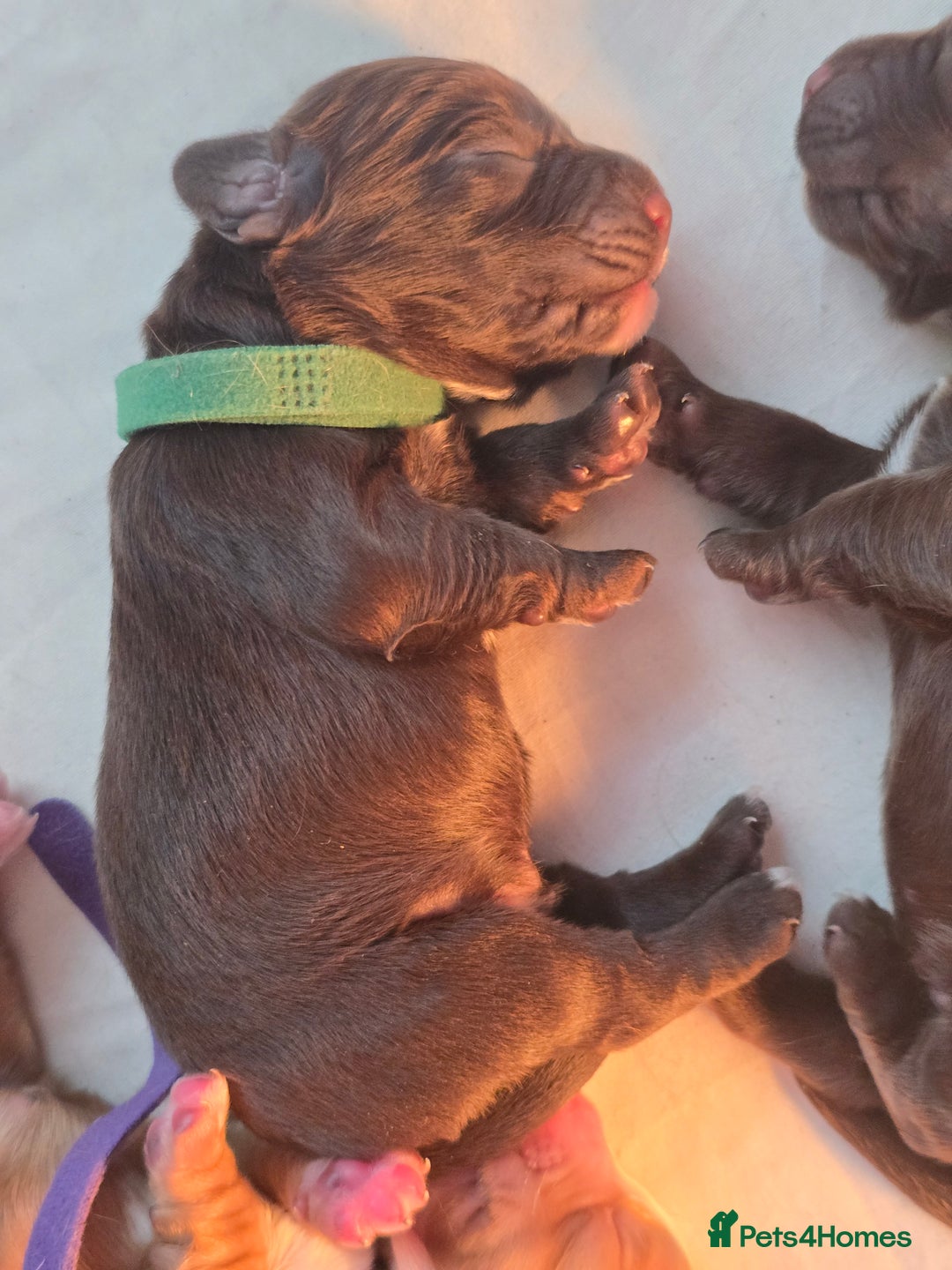 Cocker Spaniel dogs for sale: 5 beautiful cocker spaniel puppies - Advert 2