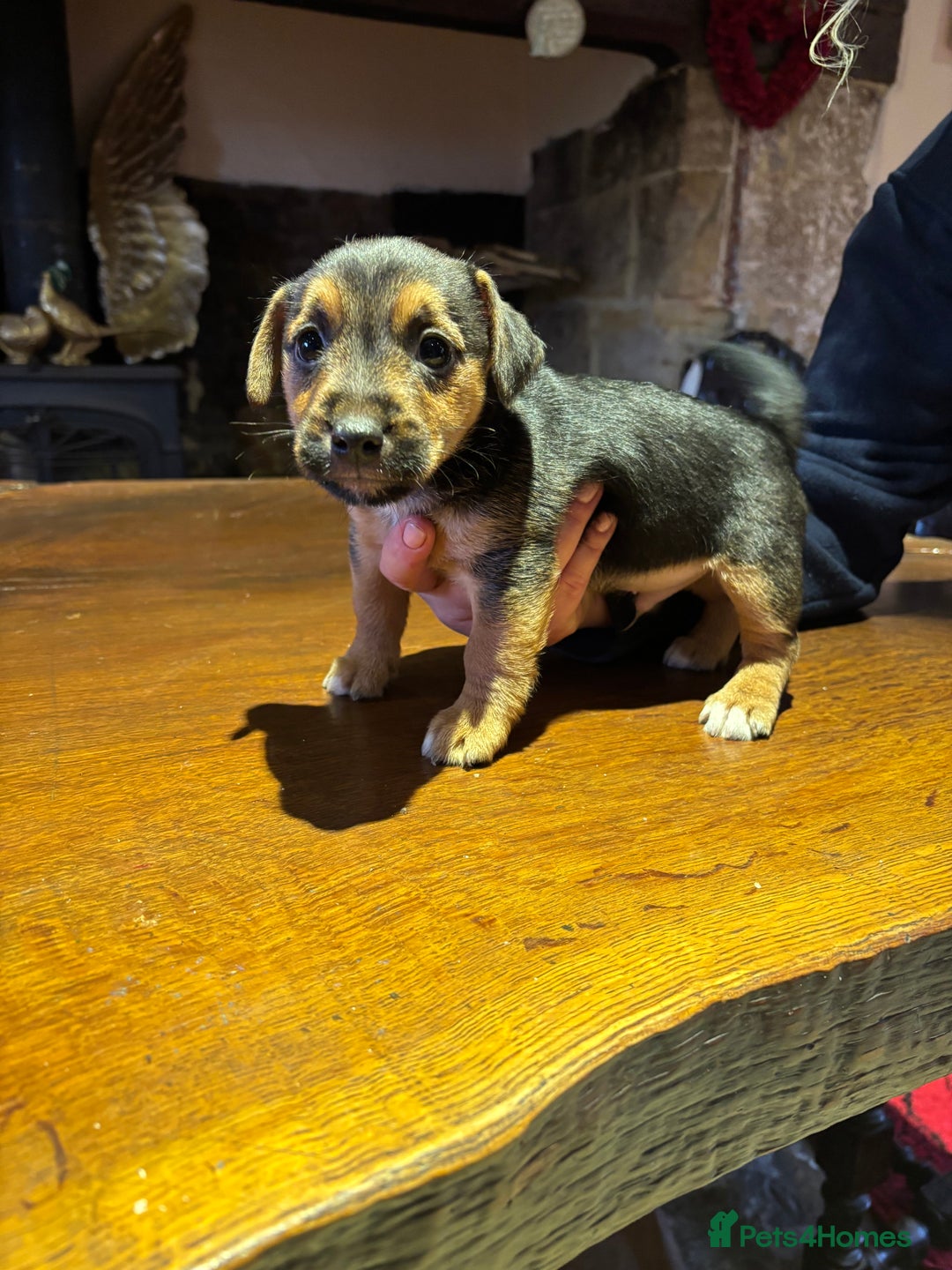 Jack Russell dogs for sale: Rough coated Jack Russell puppies  - Advert 2