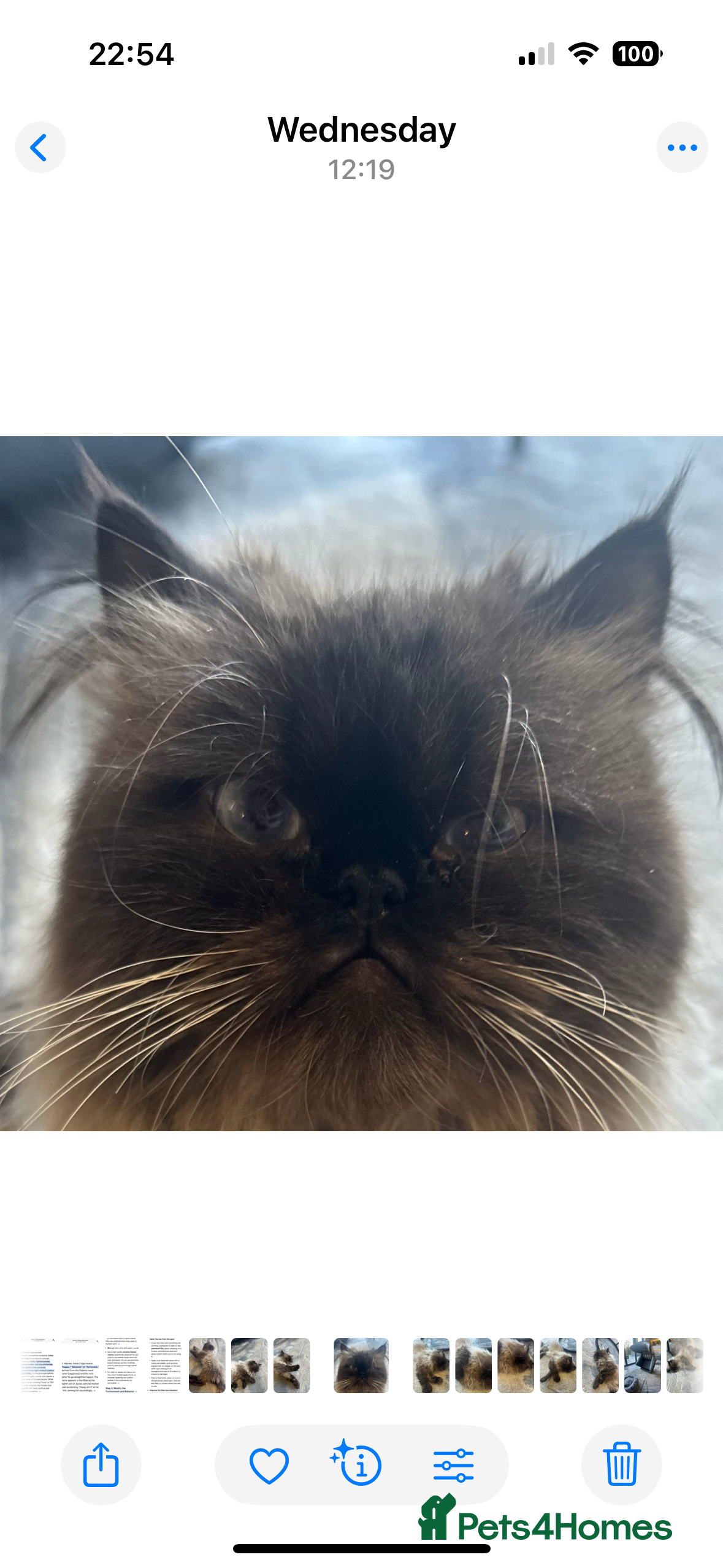 Mixed Breed cats Himalayan Persian - Advert 1