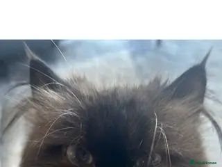 Mixed Breed cats Himalayan Persian - Advert 1