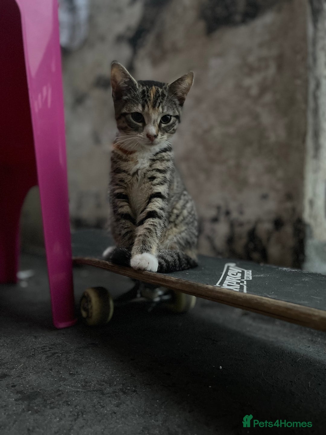 Mixed Breed cats for sale: FEMALE KITTEN - microchipped, flea&worm treated!  - Image 7