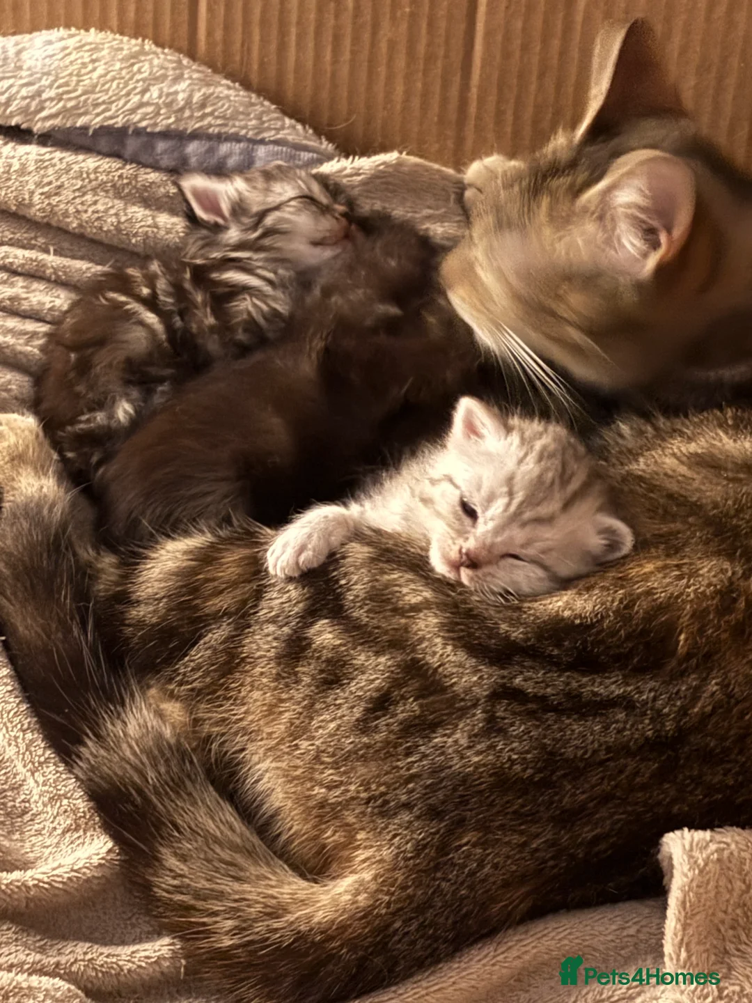 Mixed Breed cats for sale: Mixed breed kittens- ragdoll and tabby - Advert 8