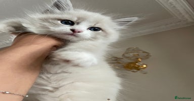 Siberian cats - Advert 5
