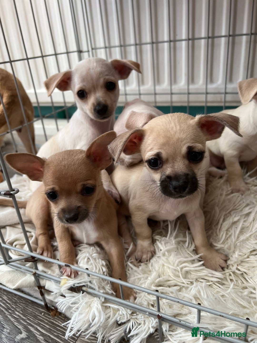 Chihuahua dogs for sale: Beautiful short hair chihuahua  - Advert 11