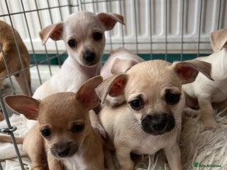 Chihuahua dogs Beautiful short hair chihuahua - Advert 17