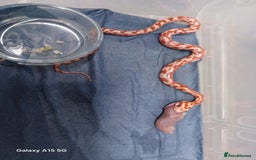 Corn Snake reptiles for sale: Corn Snake Morph Hatchling's  - Image 24