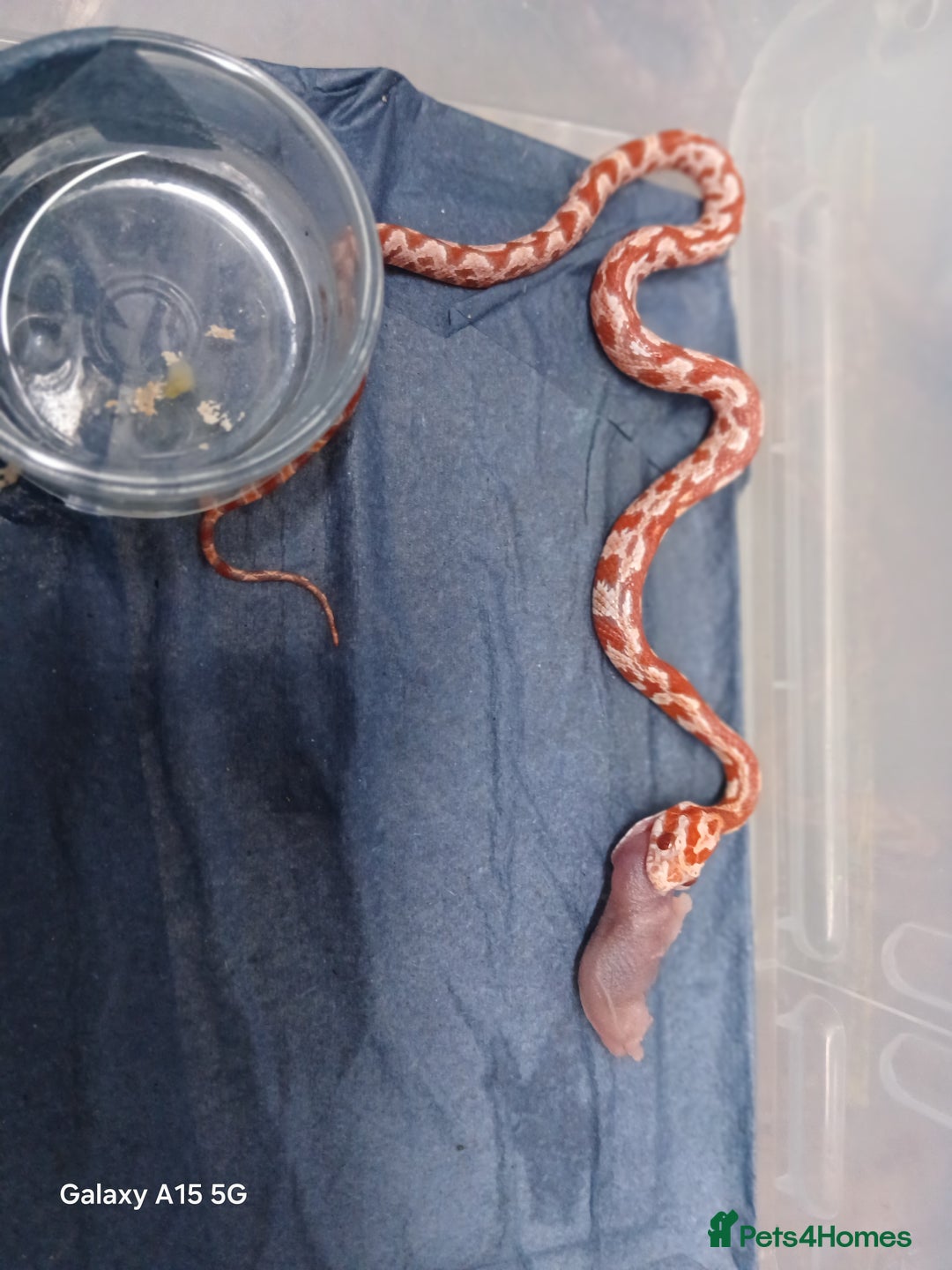 Corn Snake reptiles for sale: Corn Snake Morph Hatchling's  - Image 24