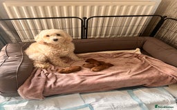 Cockapoo dogs for sale: Female Red Cockapoo Puppies  - Image 9