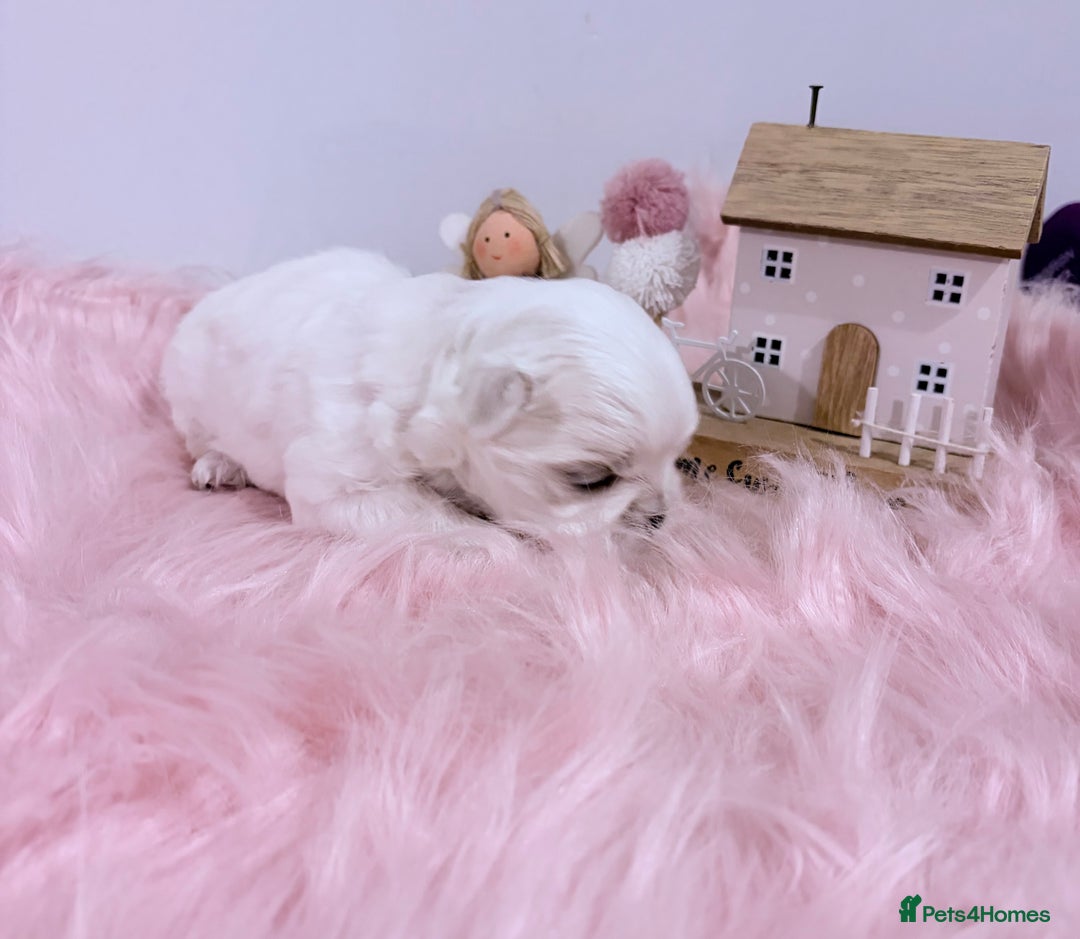 Maltese dogs for sale: ❤️🩵Full Korean Baby pups🩵❤️ - Advert 32