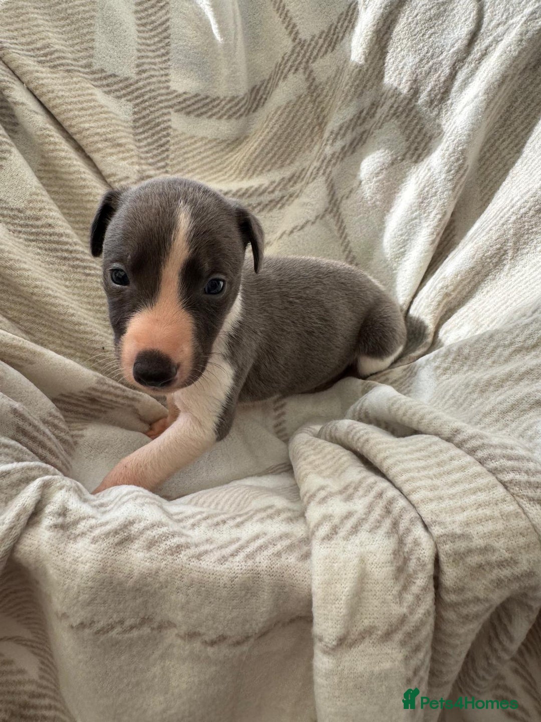 Whippet dogs for sale: Beautiful kc registered whippets - Image 6
