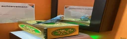 Budgerigars birds for sale: Hand-Tamed Budgerigar for sale in Oldham - Advert 3