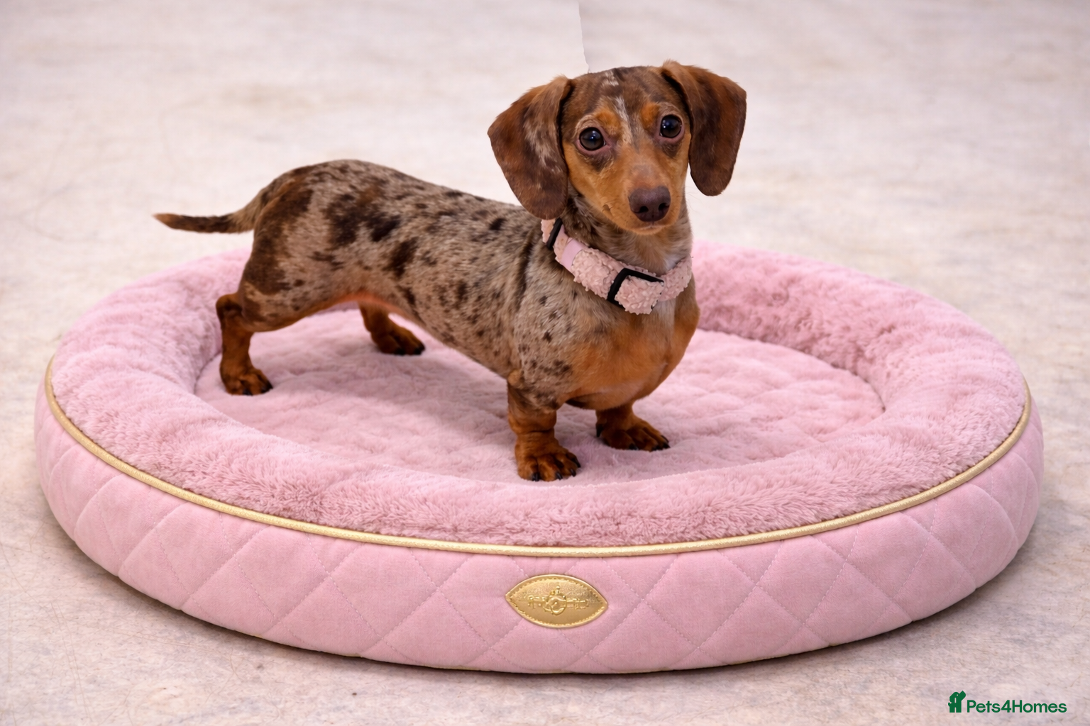 Miniature Dachshund dogs Sugar chocolate Dapple female 😍 - Advert 1