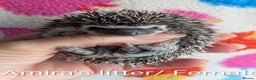 Pygmy Hedgehog rodents for sale: Beautiful Hoglets Ready to Reserve Now - Advert 24