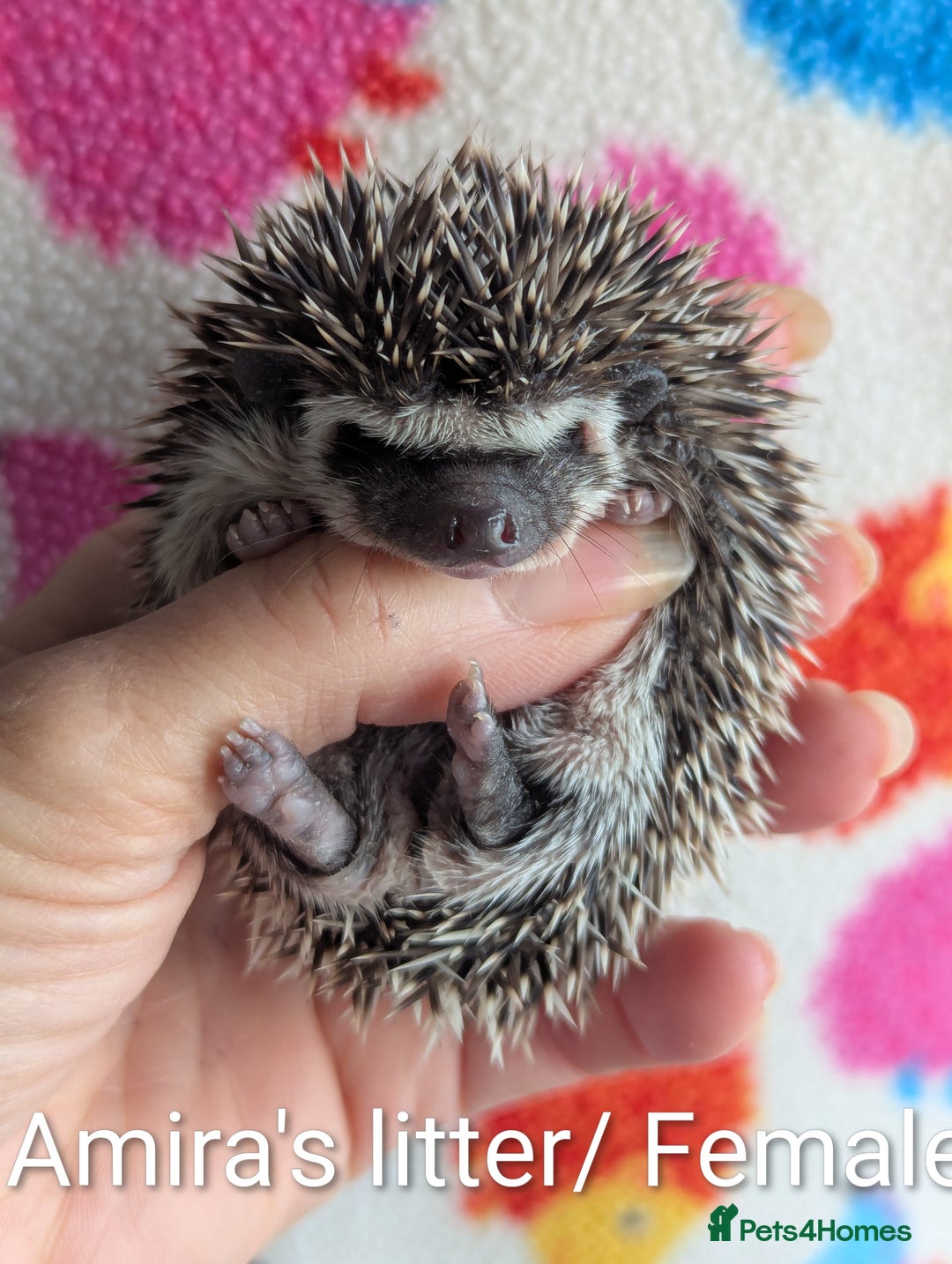 Pygmy Hedgehog rodents for sale: Beautiful Hoglets Ready to Reserve Now - Advert 24
