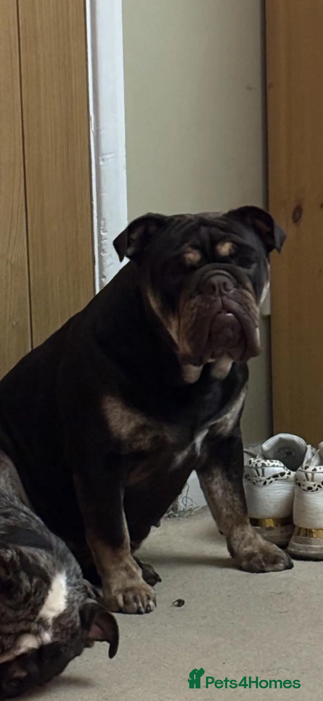 English Bulldog dogs for sale: English bulldog  - Advert 1