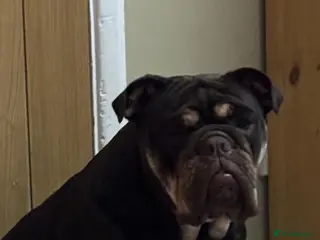 English Bulldog dogs English bulldog - Advert 5