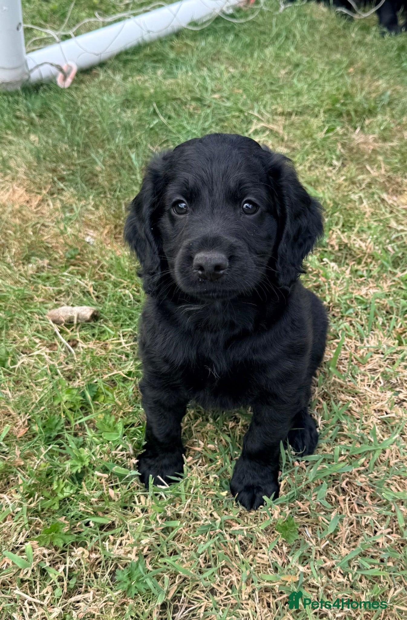 Cockapoo dogs 2 cockapoo boys available ❤️ - Advert 5