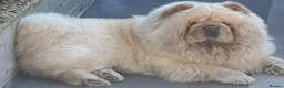 Chow Chow dogs for sale: 🧸Beautiful chow chow puppies 🧸 - Advert 8