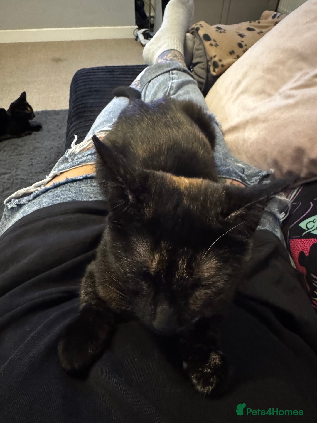 British Shorthair cats for sale: Bonded tortie kittens looking for forever home - Advert 3